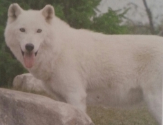 white Arctic wolf